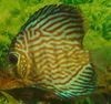 Terčovec (hnědý) - Symphysodon aequifasciatus axelrodi 5 cm